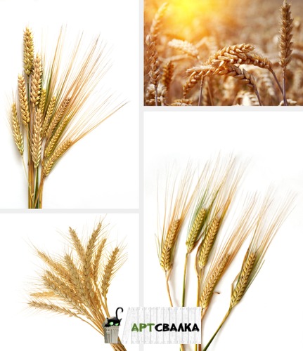 Пшеничные колоски на белом фоне | Wheat ears on white background